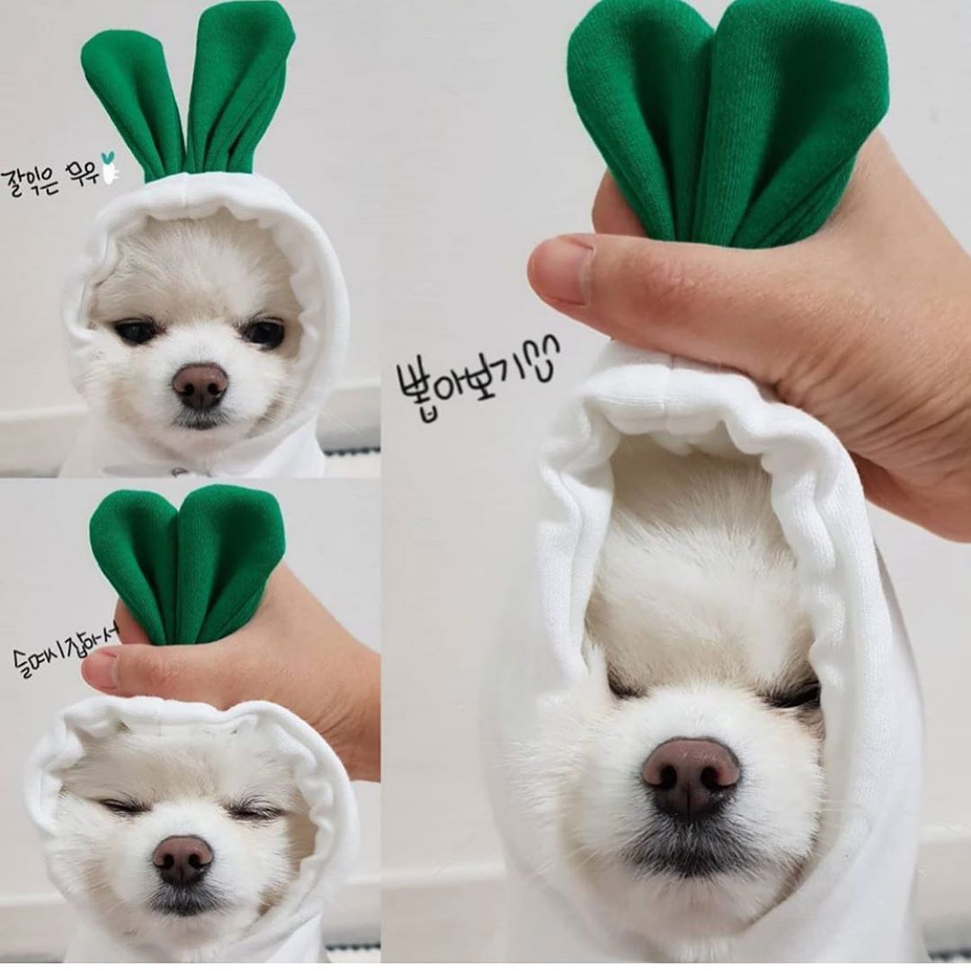 Cute Fruit-Themed Hoodies for Small Dogs – Winter Warm Fleece Pet Clothing - HamsterExpress