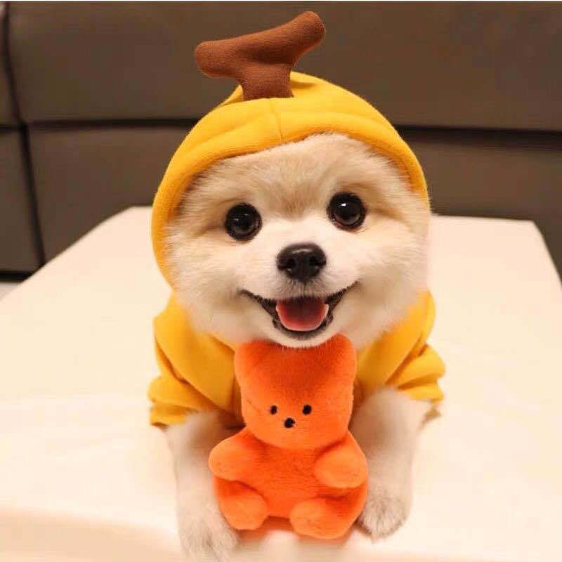 Cute Fruit-Themed Hoodies for Small Dogs – Winter Warm Fleece Pet Clothing - HamsterExpress